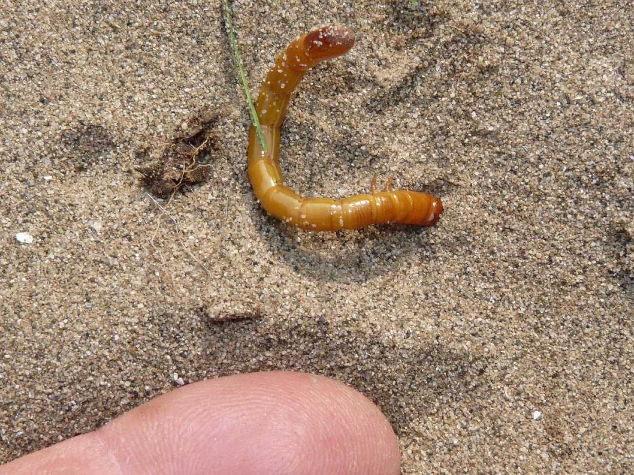 Larva di Elateridae Cebrioninae ?  S !
